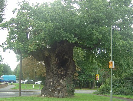 The Crouch Oak Tree, Addlestone