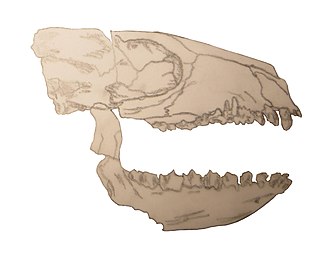 <i>Adiantoides</i> Extinct genus of litopterns