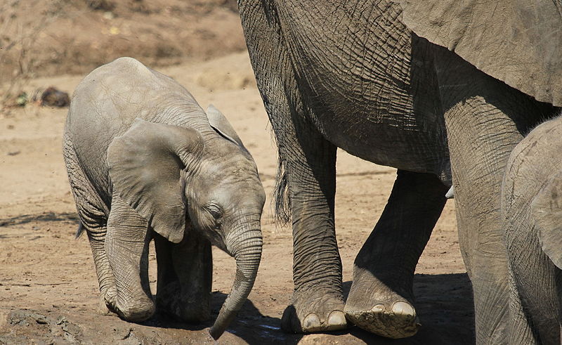 File:African bush elephant, Loxodonta africana at Punda Maria, Kruger National Park, South Africa. Includes lots of baby elephant. (20785503341).jpg