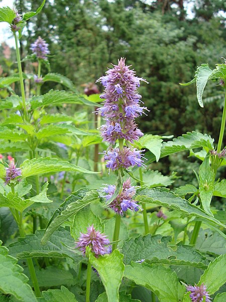 Файл:Agastache rugosa1c.UME.JPG