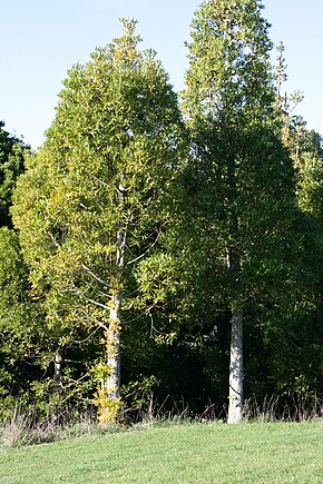 Az AgathisMacroTrees.jpg kép leírása.