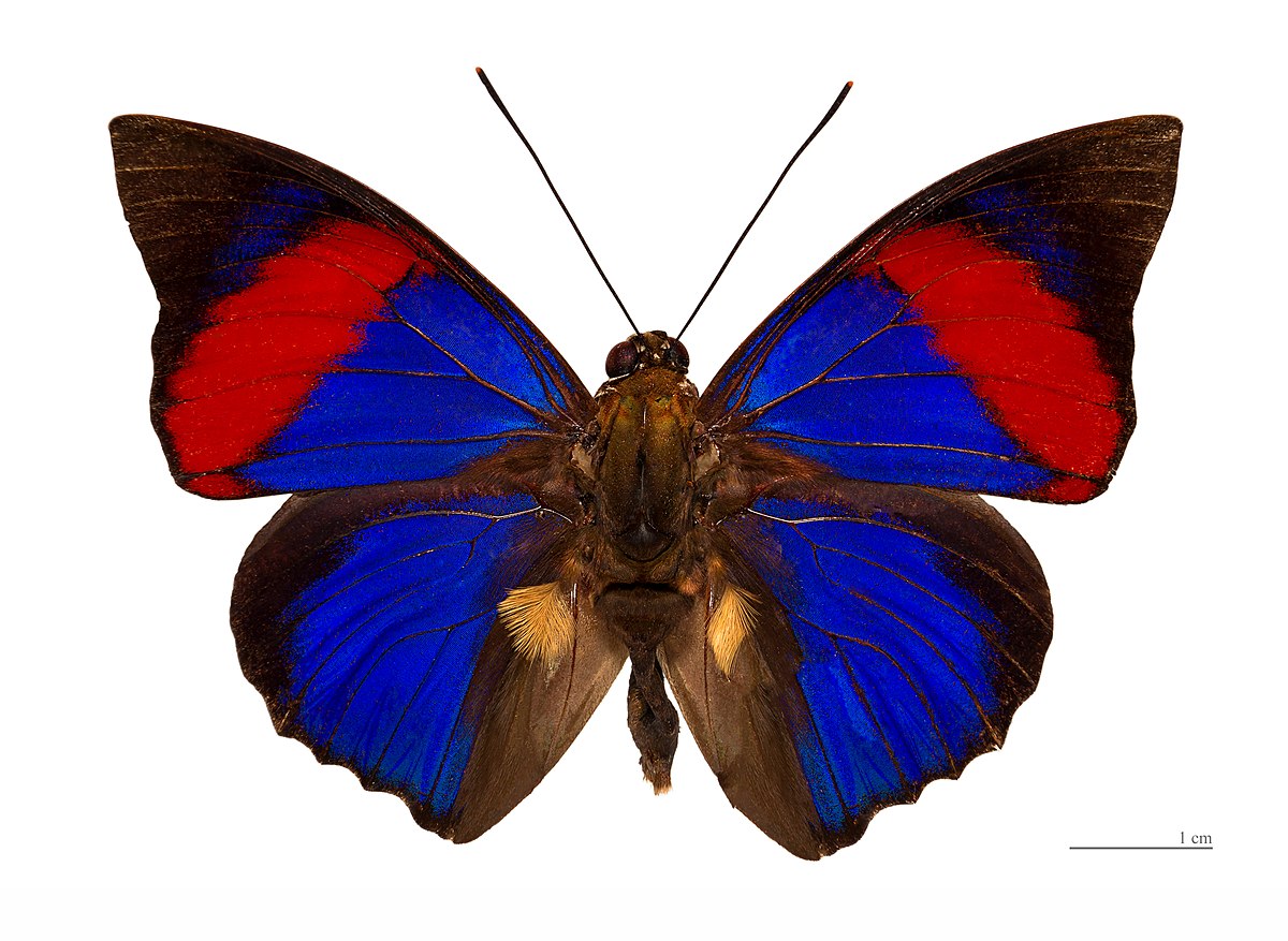アグリアス・ナルキッサス・オビドヌス・蝶標本