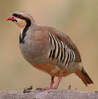 Chukar partridge