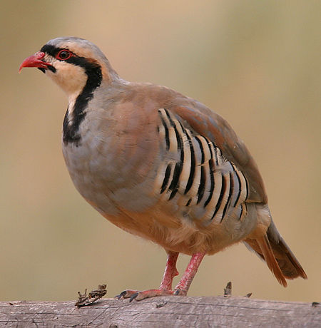 Alectoris_chukar