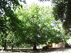 Un chêne zéen planté en Australie.
