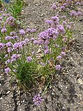 Miniatura para Allium angulosum