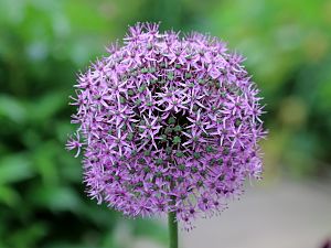 Giant Leek (Allium giganteum)