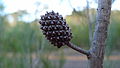 Allocasuarina distyla cone 1.jpg