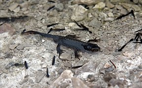 Triton de munte (Triturus alpestris)