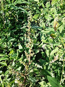 Amaranthus graecizans