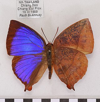 <i>Amblypodia narada</i> Species of butterfly