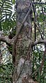 Amentotaxus poilanei – detail kmene
