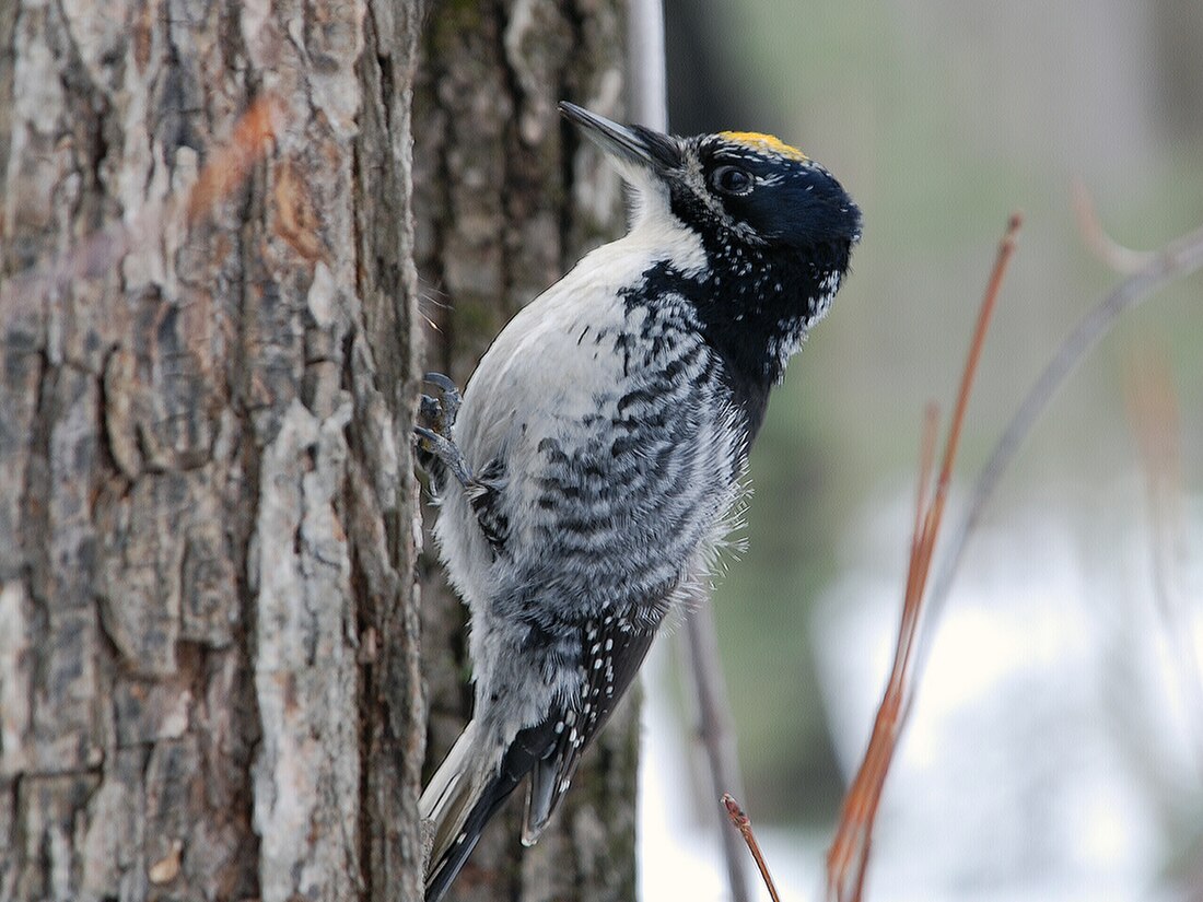 American three-toed woodpecker