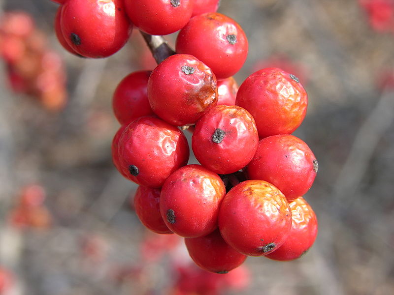 File:American Winterberry Ilex verticillata 'Winter Red' Berries 3264px.jpg