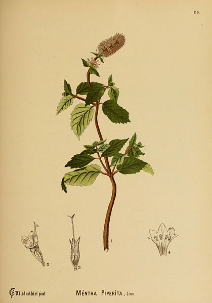 File:American medicinal plants (Plate 116) (6025424725).jpg