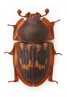 <i>Amphotis</i> genus of insects