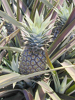Обикновен ананас (A. comosus)