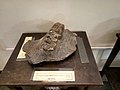en:Anancus arvernensis Croizet & Jobert, en:Pliocene, en:Byala Slatina at the en:Sofia University "St. Kliment Ohridski" Museum of Paleontology and Historical Geology