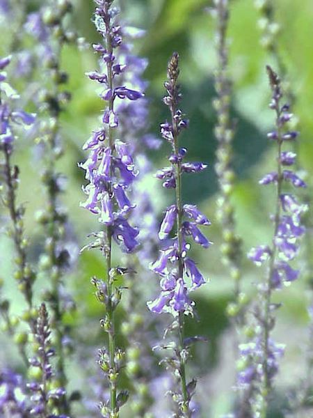 File:Anarrhinum bellidifolium2.jpg