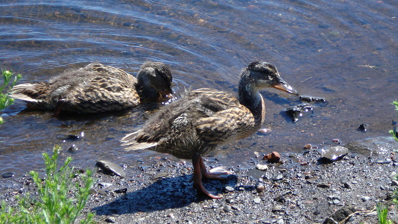 File:Anas platyrhynchos, Juvenile - Thunder Bay.jpg