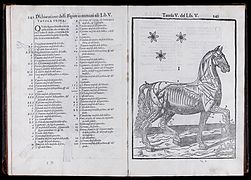 Anatomia Del Cavallo, Infermita, et Suoi Rimedii, (The Anatomy of the Horse, Diseases and Treatments), Carlo Ruini, 1618 (23966575519)