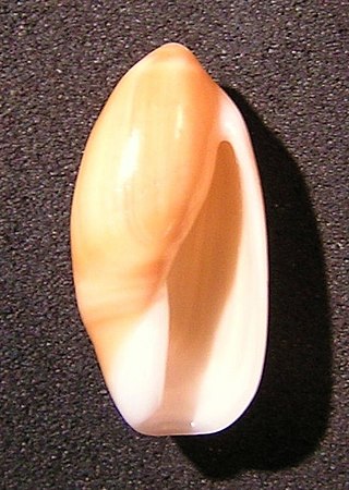 <i>Ancilla giaquintoi</i> Species of gastropod