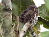 Andean Kerdil-burung hantu (Glaucidium jardinii) di tree.jpg