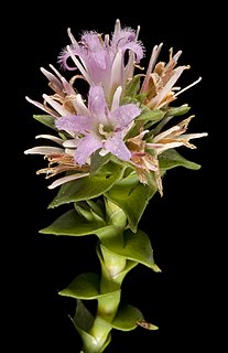 <i>Andersonia sprengelioides</i> Species of flowering plant