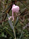 Andromeda polifolia sommerbluete bearbeitet.jpg