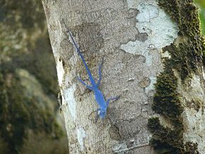 Anolis gorgonae MatthewGable.JPG görüntüsünün açıklaması.