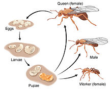 Atta laevigata’s metamorphosis sequence.