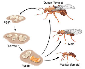 Ant life cycle.jpg