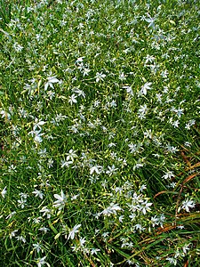 Anthericum ramosum Habitus