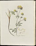 Anthyllis vulneraria (Plate 0190)