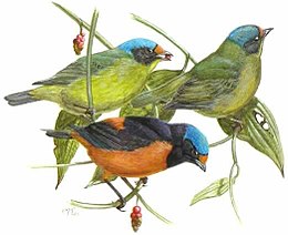 Euphonia antillaise.jpg