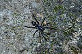 * Nomination Antmimicking spider (Myrmarachne) --Vengolis 04:21, 26 September 2016 (UTC) * Promotion Good quality. --Johann Jaritz 04:37, 26 September 2016 (UTC)