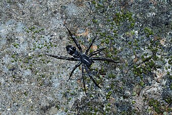 Antmimicking spider