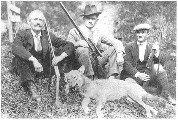 Grey wolf killed in Malga Campo Bon (Comelico) on 24 May 1929