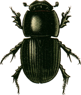 <i>Aphodius fossor</i> Species of beetle