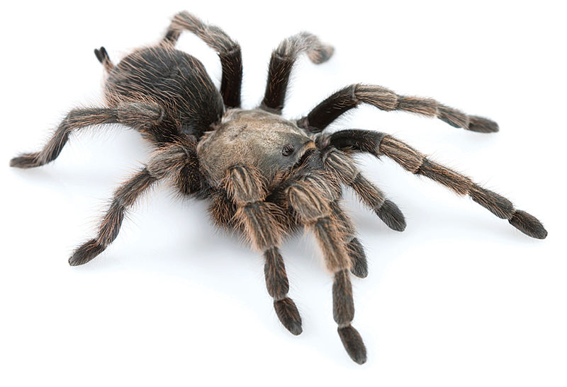 File:Aphonopelma johnnycashi female.jpg