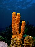 Aplysina fistularis (Yellow Tube Sponge) propagation.jpg