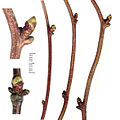 Aqebia quinata shoots and buds.jpg