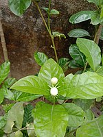 Buds in morning, captured in India.