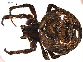 Araneus saevus