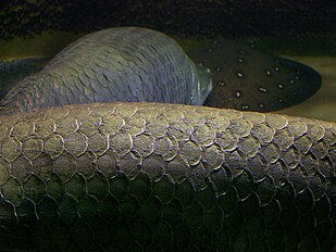 Arapaima gigas_scales