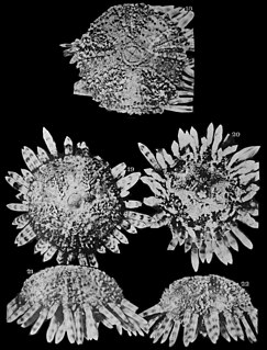 <i>Arbaciella elegans</i> Species of sea urchin