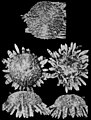 Arbaciella elegans - Planche XI (Koehler, 1914) (cropped).jpg