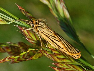 <i>Spiris striata</i> Species of moth