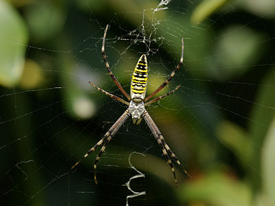 Argiope bruennichi (Wasp Spider)