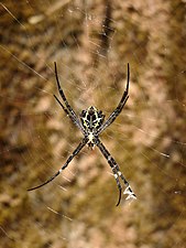 Argiope pulchella